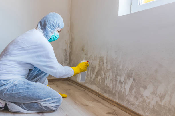 Licensed Black Mold Removal service in Red Lion, PA - WQB Mold Removal