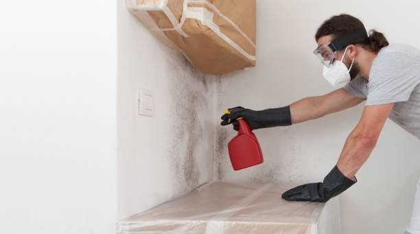 Professional Black Mold Removal technician working in Red Lion, PA
