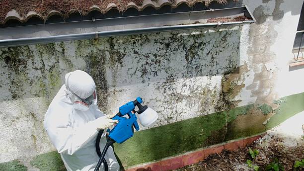 Top rated local Black Mold Removal specialists in Red Lion, PA